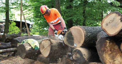 Ein Mann sägt mit einer Motorsäge einen von vielen liegenden Baumstämmen im Wald.