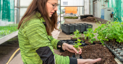 Eine Frau pflanzt Sämlinge in einem Gewächshaus.