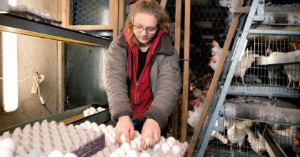 Frau im Hühnerstall beim Verpacken von Eiern in Eierkartons.