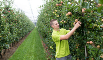 Ein Mann pflückt in einem Gewächshaus Äpfel.