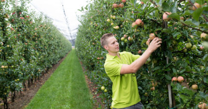 Ein Mann pflückt in einem Gewächshaus Äpfel.