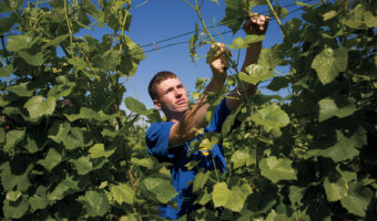 Ein Mann bindet Reben fest.