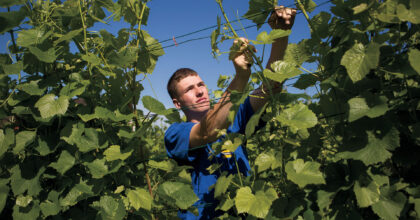 Ein Mann bindet Reben fest.